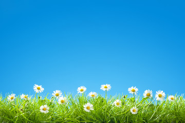 Border of Sweet Daisies in Green Grass with Clear Blue Sky