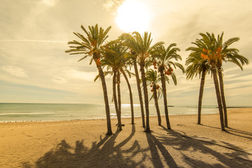 Wall Mural - Palms on the beach with sun light