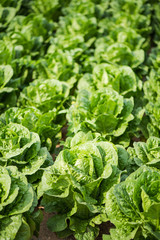 Poster - Green vegetables growing in field, farming concept