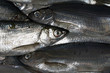 © solterete - sardine 4722