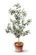 Lush olive tree in pot isolated