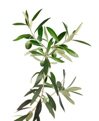 fresh olive tree branch isolated