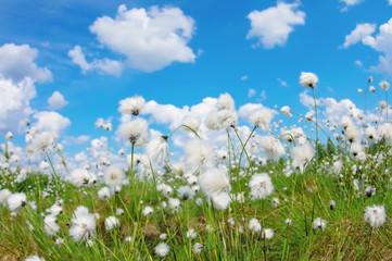 Wall Mural - Summer bright landscape with blooming cotton grass