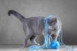 British Blue cat playing with ball of yarn