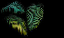 Green And Yellow Palm Leaves, Tropical Plant Growing In Wild Isolated On Black Background.