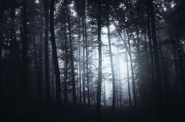  Dark forest background. Trees in fog in spooky Halloween scenery