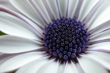 Close Up Beautiful Flower