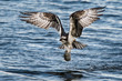 Osprey in Flight With Catch IV
