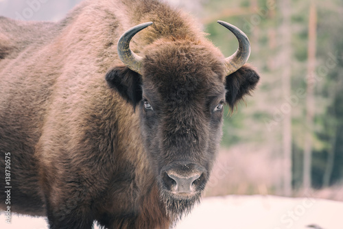 Fotografia, Obraz Portrait of aurochs (european bison) in wildlife