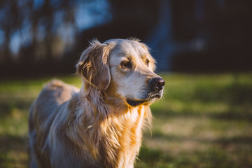 Molly the Golden 