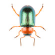 Leaf beetle Gastrophysa polygoni isolated on white background, dorsal view of beetle. Knotweed Leaf Beetle.