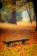 Jesienna ławka w lesie.