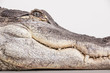 Alligator im Porträt von der Seite