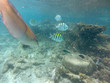 Unterwasserwelt Karibik 11