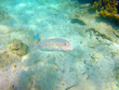 Unterwasserwelt Karibik 9