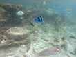 Unterwasserwelt Karibik 5