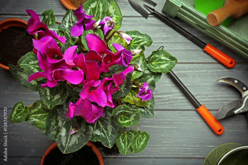 Beautiful flowers and gardener equipment on table