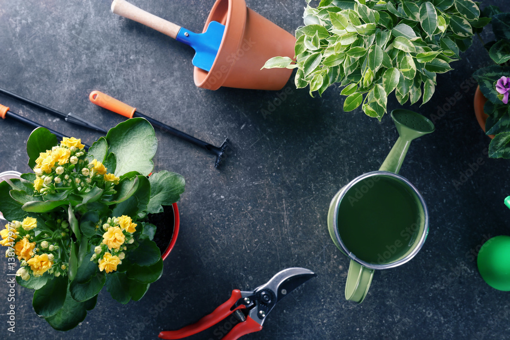 Beautiful plants and gardener equipment on table