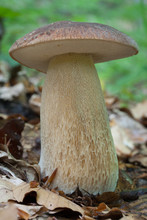 Boletus Reticulatus (also Known As Boletus Aestivalis). Photo Has Been Taken In The Natural Forest Background.