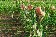 Selective breeding corn cobs in kraft bag harvest cornfield