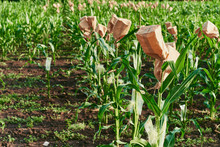 Selective Breeding Corn Cobs In Kraft Bag Harvest Cornfield
