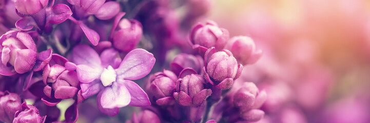 Canvas Print - Lilac flowers background