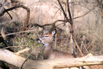 Wall Mural - Whitetail Deer doe 