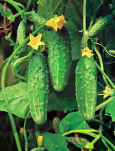Growing Cucumbers In A Greenhouse
