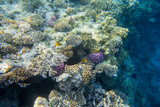 Fototapeta Do akwarium - fish and coral underwater off the coast of Africa