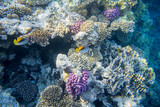 Fototapeta Do akwarium - fish and coral underwater off the coast of Africa