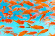 canvas print picture - Many small goldfish swimming in aquarium
