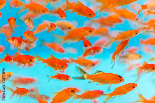 Fotografie, Obraz Many small goldfish swimming in aquarium
