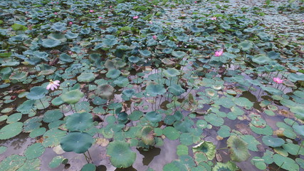 lotus in pond