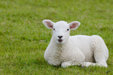 Lamb Lying On Pasture