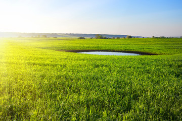 Wall Mural - green field with a lake in the center