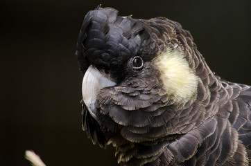 yellow tailed black cockatoo