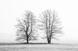 Czarno-biały zarys dwóch drzew
