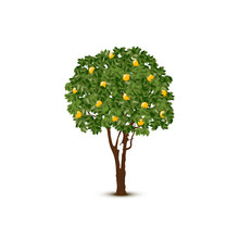 Vector Orange Tree On White Background