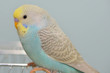 © Laurentiu Iordache - Budgerigar parrot in his cage