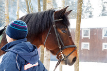 Muzzle Of Horse In Winter With Snow Falling On Her Reins To The Groom. Hardy Gelding With Thick Hair Chestnut Color Pulled In The Reins In The Cold. Frost Horses For Work In The Northern Regions.