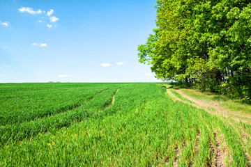 Wall Mural - country road in a field