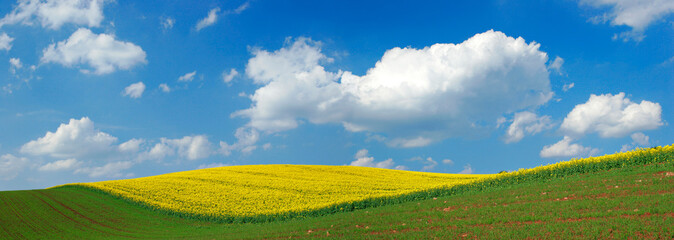 Wall Mural - Rollende Hügel mit Rapsfeld in voller Blüte unter blauem Himmel mit Cumuluswolken