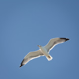 Fototapeta Na sufit - Close up of flying seagull 