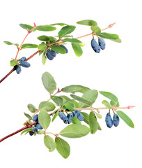 Wall Mural - green branches with honeysuckle berries on white