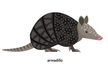 Armadillo - Unique Animal In The Shell