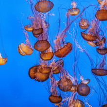 Jelly Fish In The Blue Sea