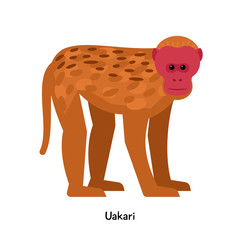 Wall Mural - Uakari  -  red-faced monkey