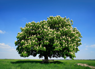 Nicely Shaped Chestnut Tree in Full Bloom on Meadow in Spring Landscape under Blue Sky