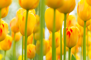 Wall Mural - Beautiful view of colored tulips.