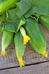 Wall Mural - Cucumbers on old timber with leaves